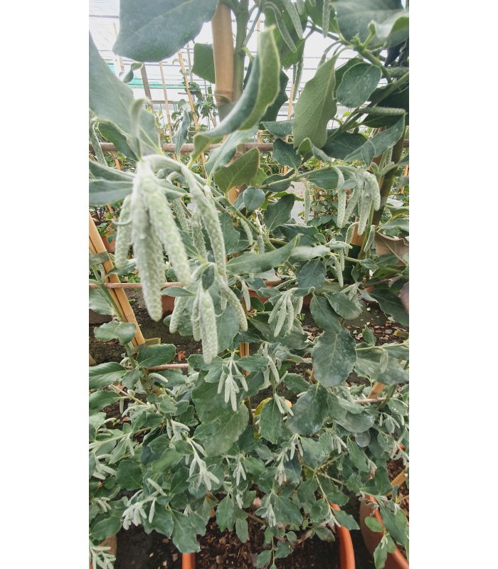 Garrya Elliptica, 20 litres shrub