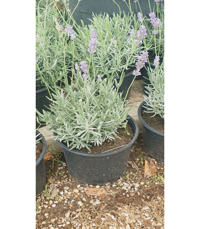 Lavandula ang.Munstead, 45cm