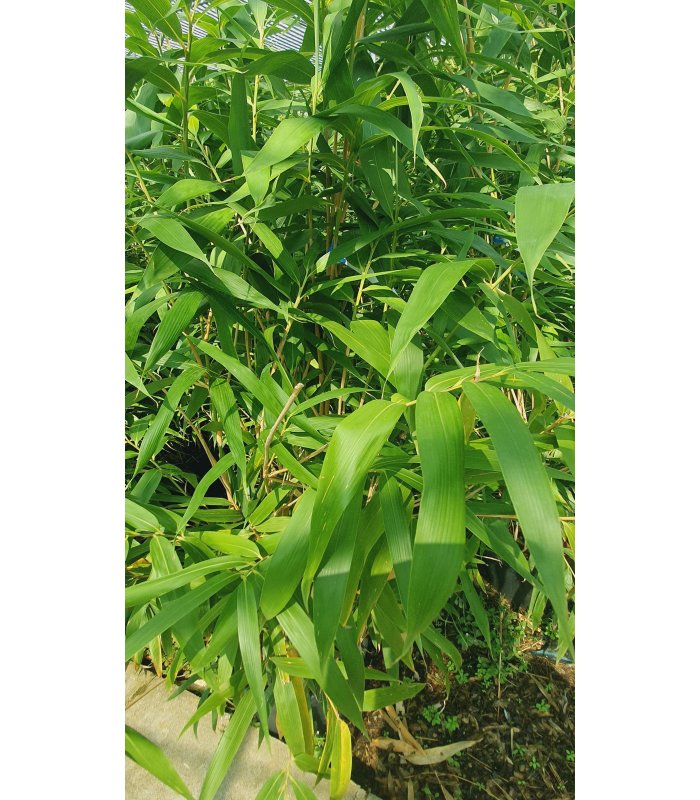 Bambusa Metake bamboo 4 meters