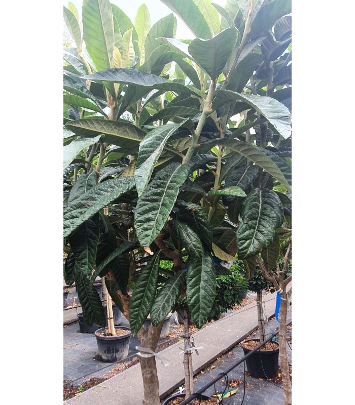 Eriobotrya japonica,35litres,Half standard