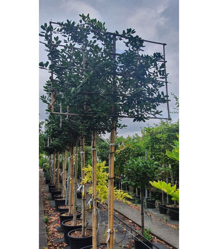 Ilex Mutchagara Nellie R.Stevens,55 litres,pleached