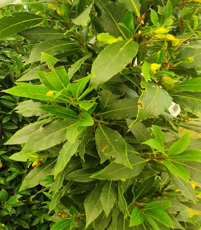 Laurus Nobilis topiary bay shrub