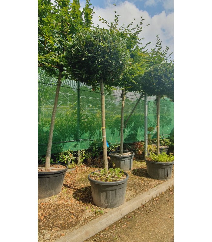 Laurus Nobilis,110 litres tree(Topiary Bay Tree)