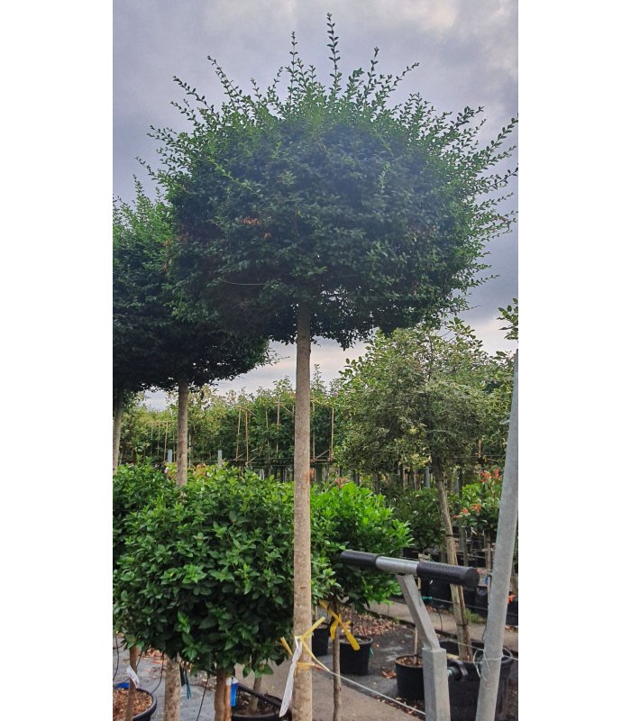 Ligustrum Jonandrum,70 litres, large standard