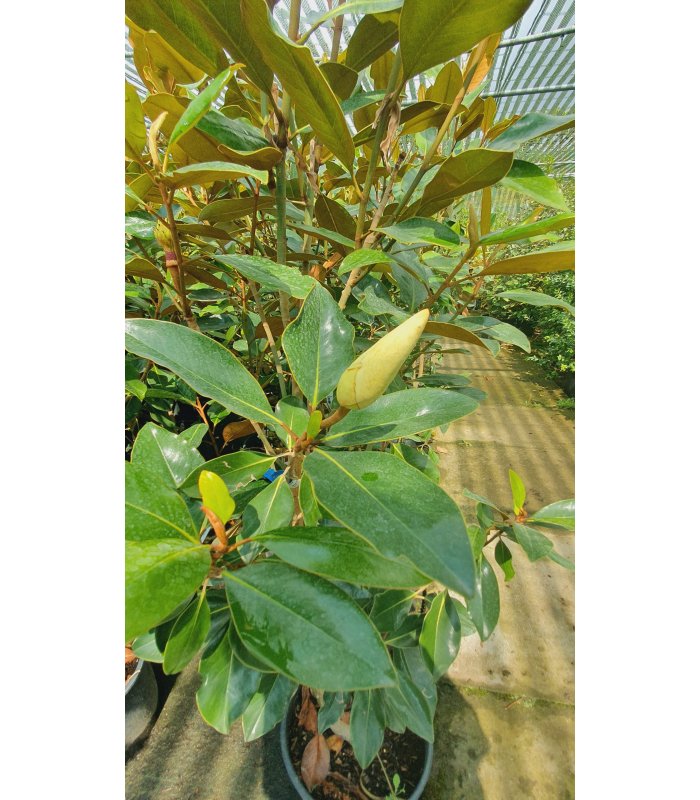 Magnolia Grandiflora Little Gem/10 litres