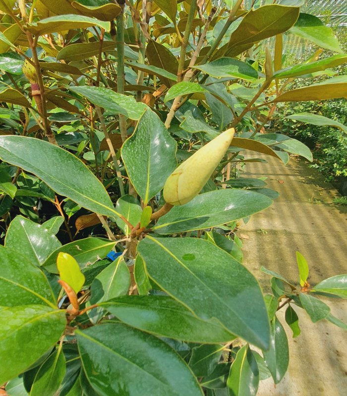 Magnolia Grandiflora Little Gem/10 litres