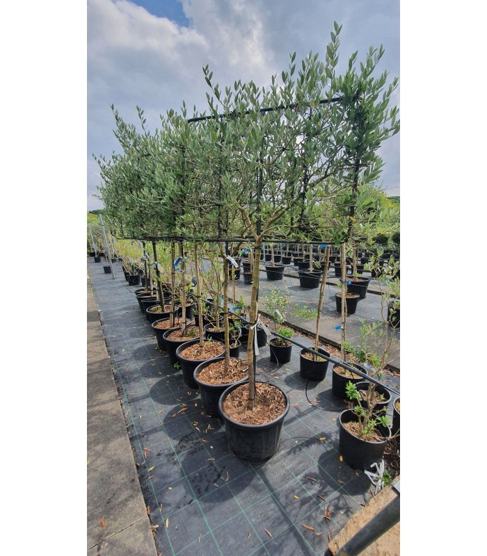 Olea Europaea,30 litres,pleached
