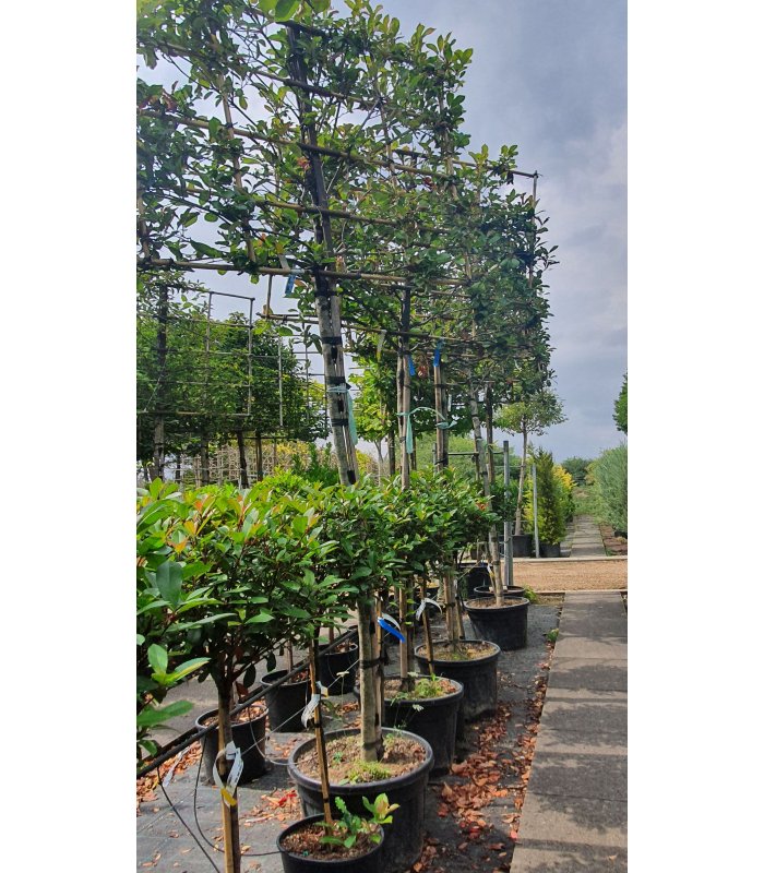 Photinia Serrulata Red Robin,70 litres,pleached