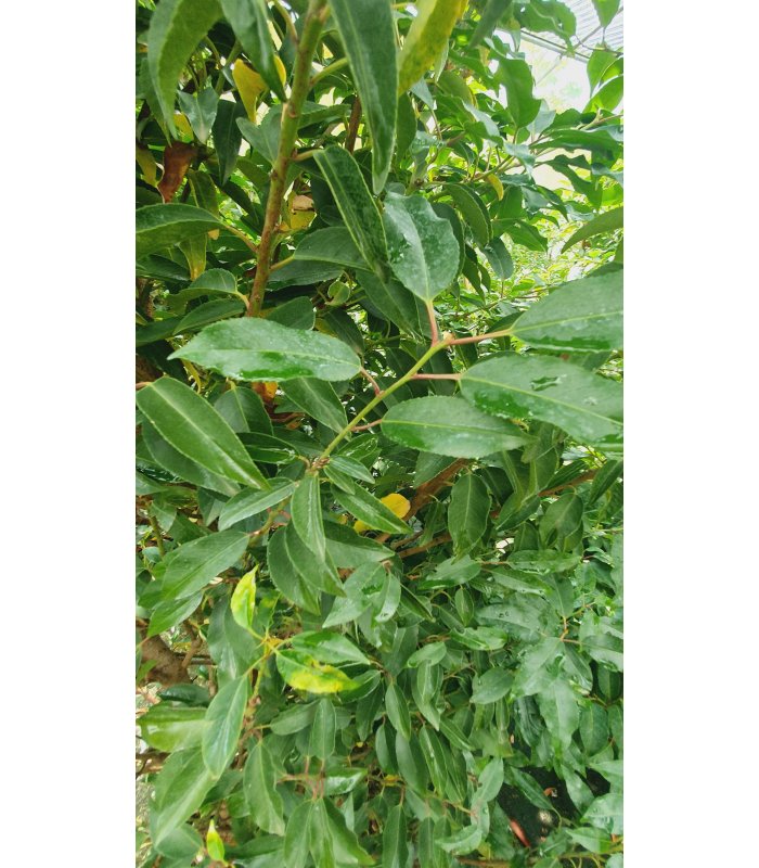 Prunus Lusitanica 'Angustifolia',35 litres shrub
