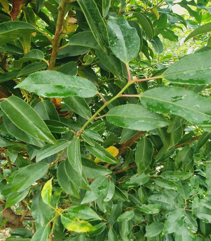 Prunus Lusitanica 'Angustifolia',35 litres shrub