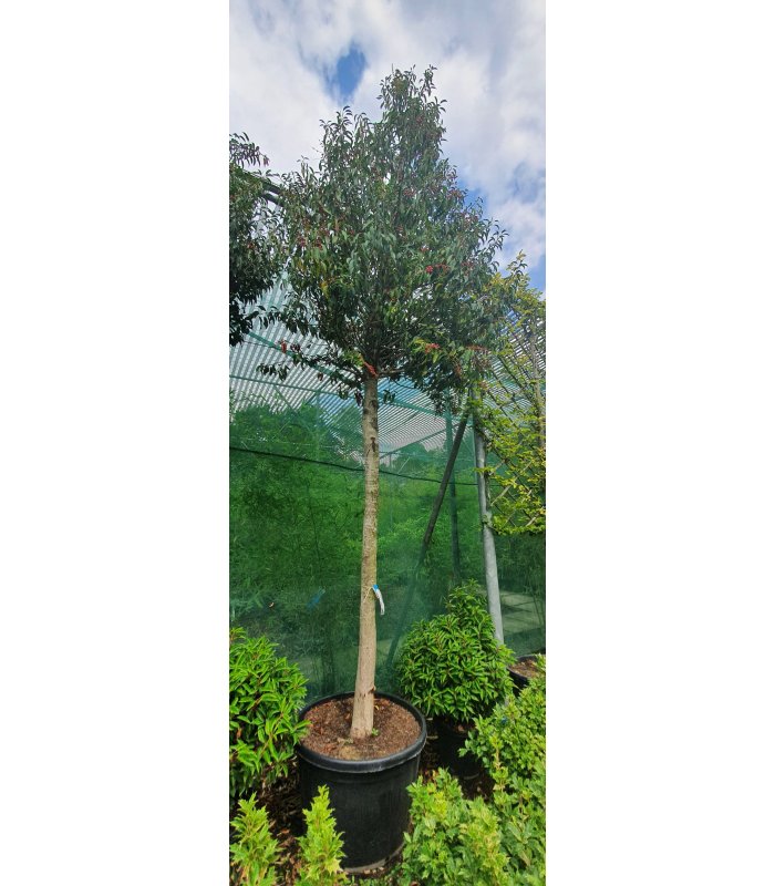 Prunus Lustanica Angustifolia,180 litres