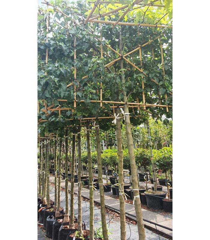 Pyrus calleryana 'Chanticleer',55 litres,pleached