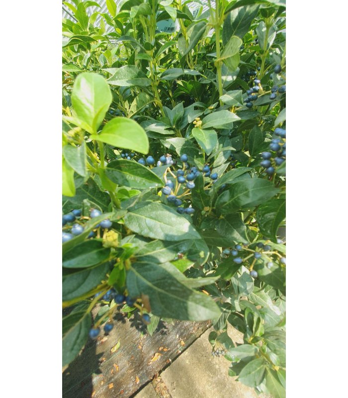 Viburnum Tinus Eve price,18 liter shrub