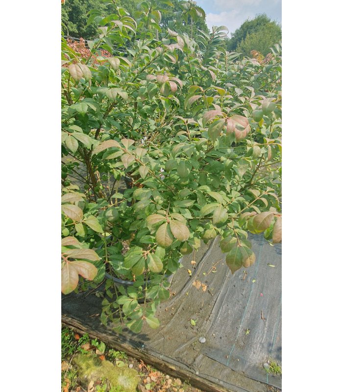 Euonymus Alatus Compactus, 30 liter shrub