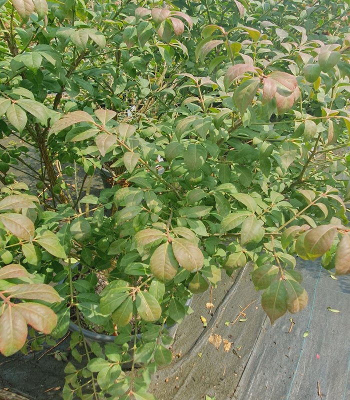 Euonymus Alatus Compactus, 30 liter shrub