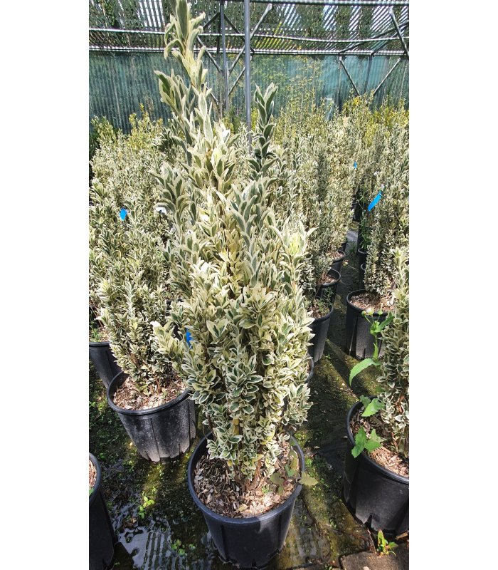 Euonymus Japonicus white spire,10 litres