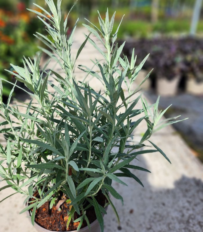 Artemisia ludovicina silver queen