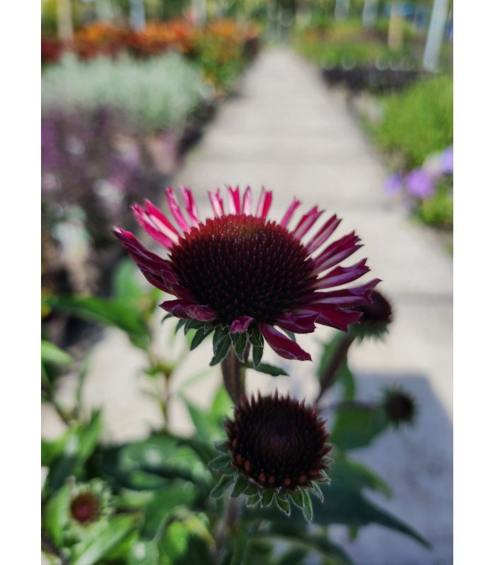 Echinacea sensation pink
