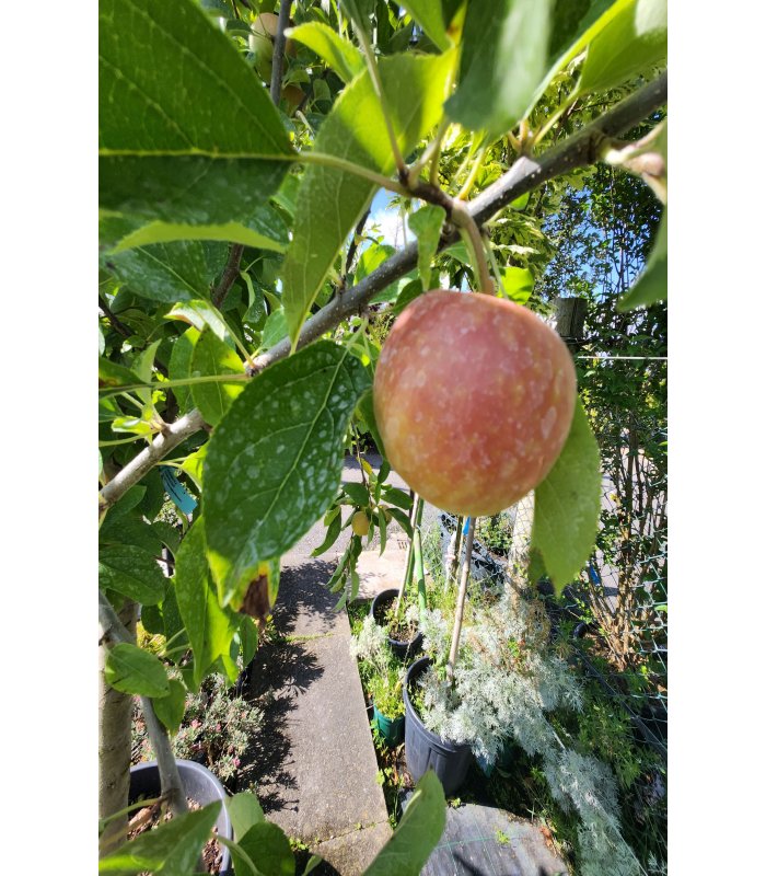 Malus domestica golden delicious/Half standard,70 ltr