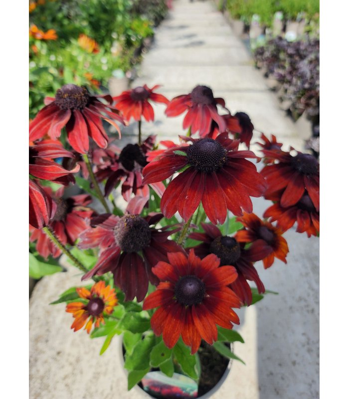 Rudbeckia summerina pumpernickel