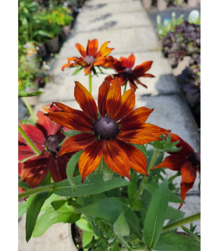 Rudbeckia summerina sunreef