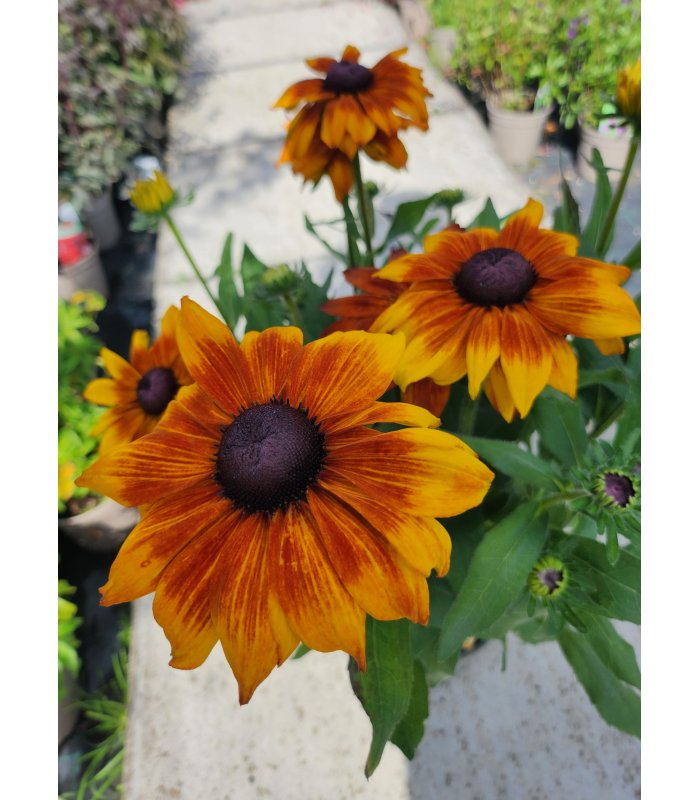 Rudbeckia summerina yellow