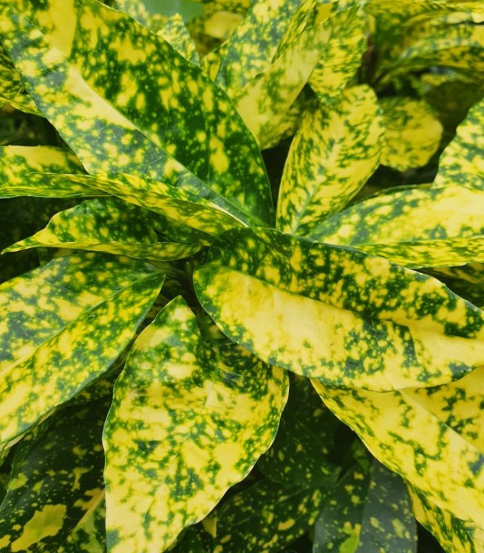 Aucuba Japonica Crotonifolia Gold/10 litres/30litres