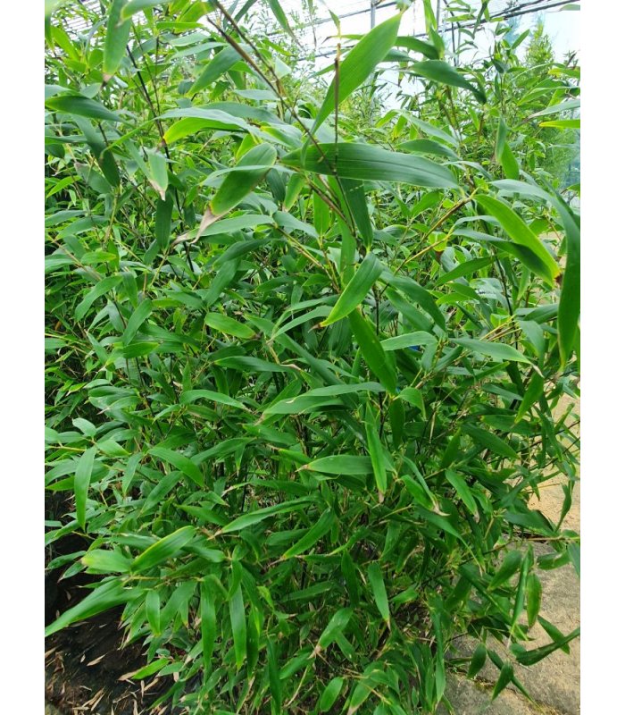 Bambusa Phyllostachys Nigra