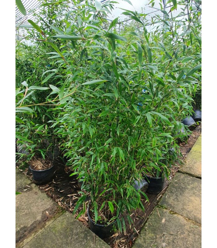 Bambusa Phyllostachys Nigra