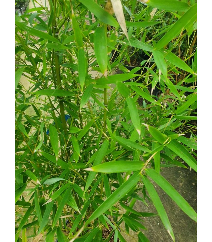 Bambusa Phyllostachys Aurea
