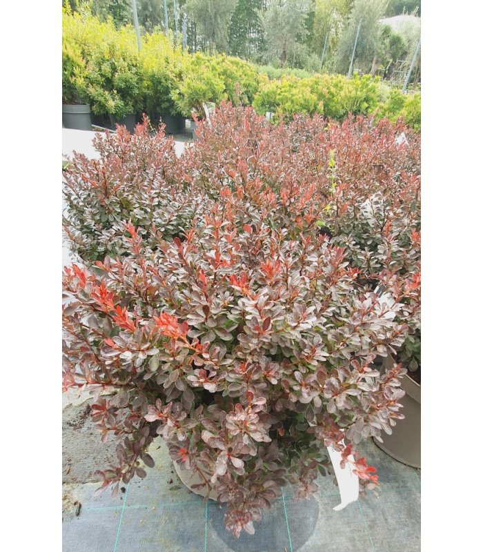 Berberis thunbergii 'Atropurpurea Nana' shrub