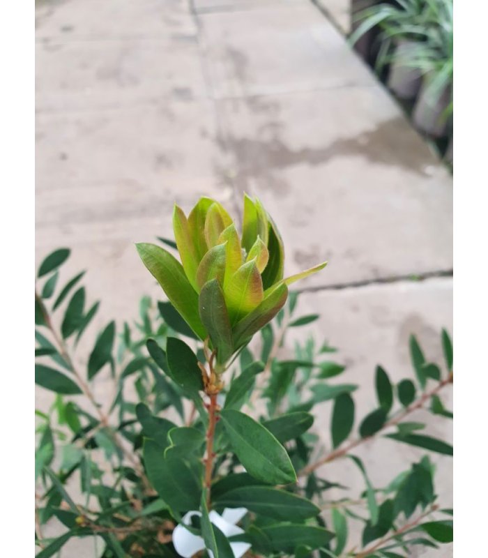 Callistemon Laevis/3 litres