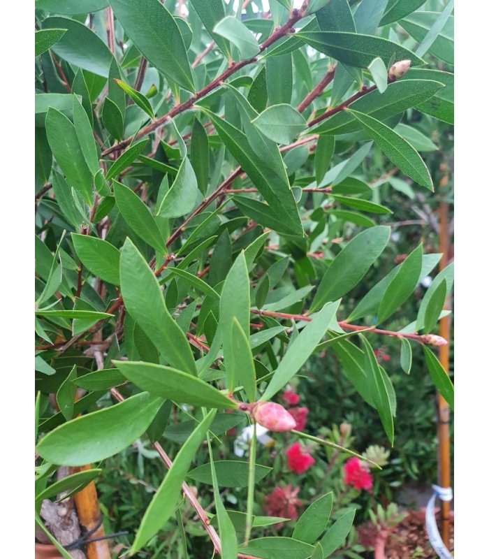 Callistemon Laevis/14 litres/Half Standard