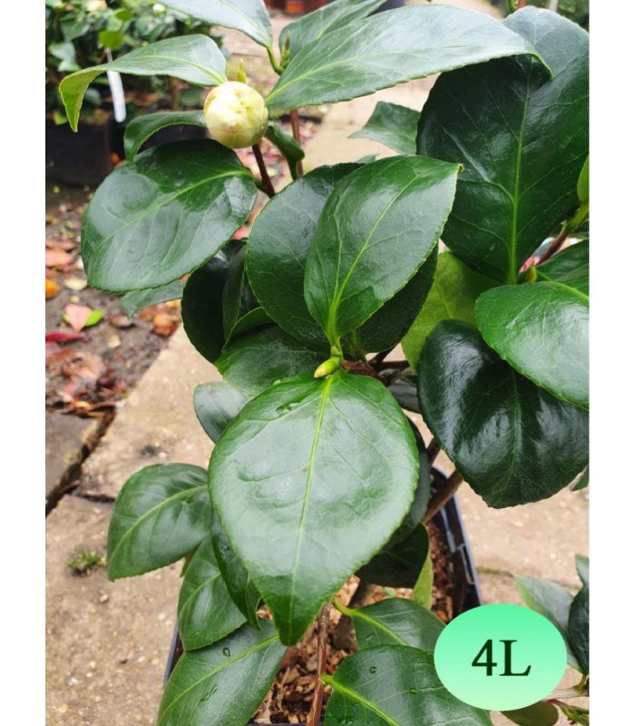 Camellia/4 litres/7.5 litres/ 15 litres
