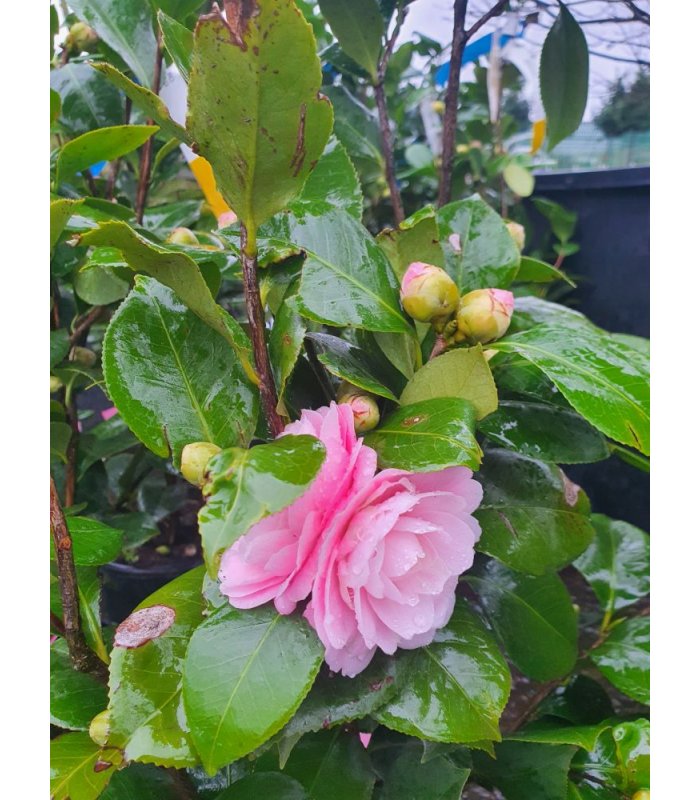 Camellia Japonica Sacco Vera/7 litres