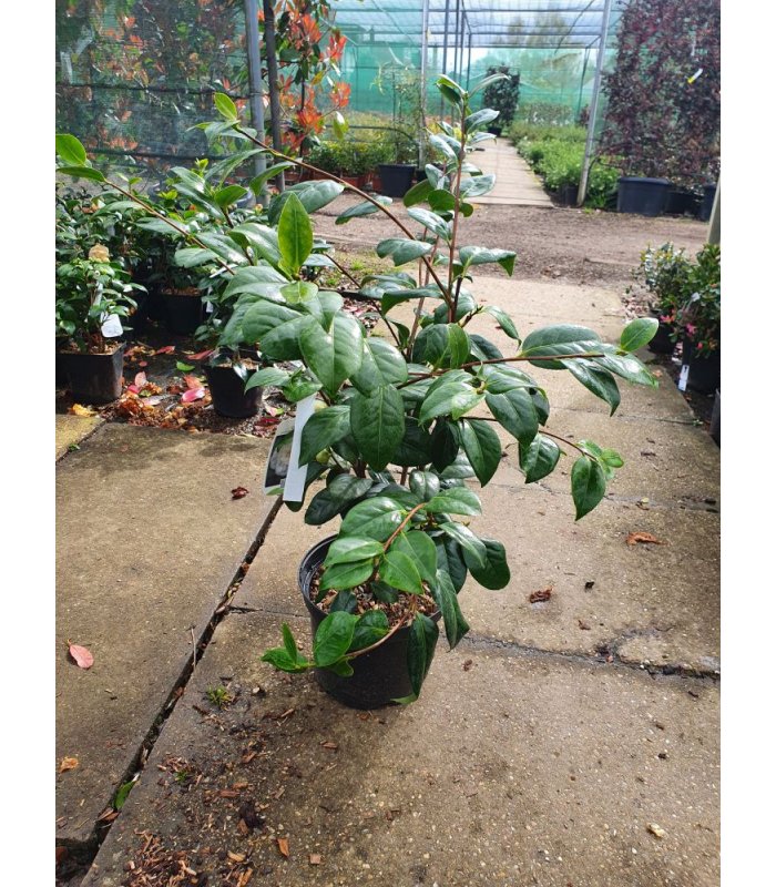 Camellia japonica silver waves/7.5 litres