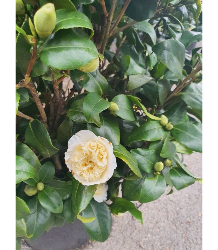 Camellia x Jury’s Yellow/35 litres
