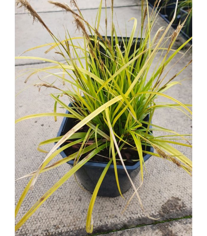 Carex Everillo