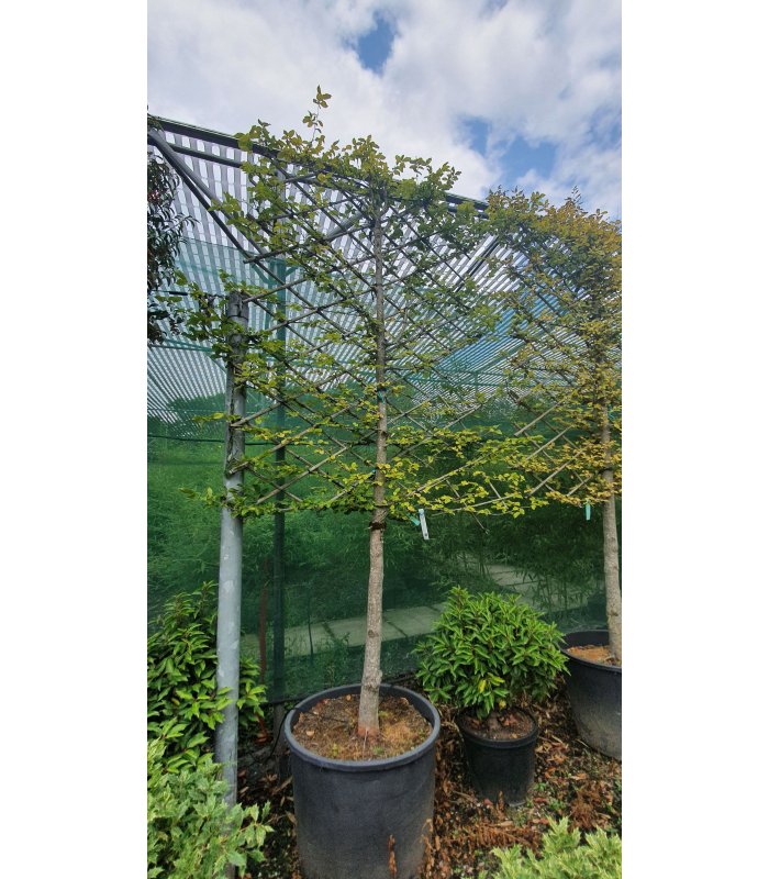 Carpinus betulus,half standard,pleached,200 litres