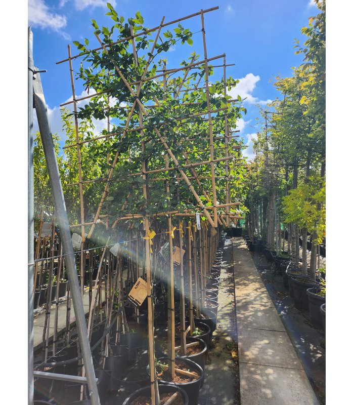 Carpinus betulus pyramidalis/45 litres