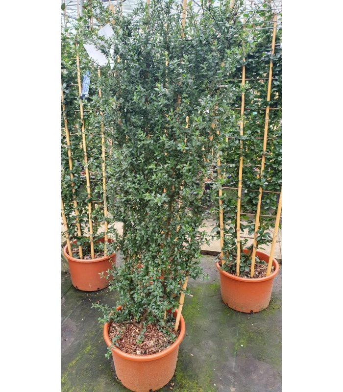 Ceanothus’ Italian Skies/20 litres/Pleached