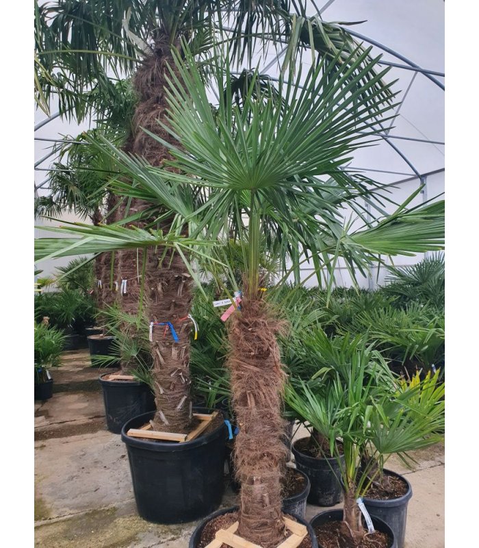 Chamaerops Fortunei Braepo/70 litres/90/100 cm