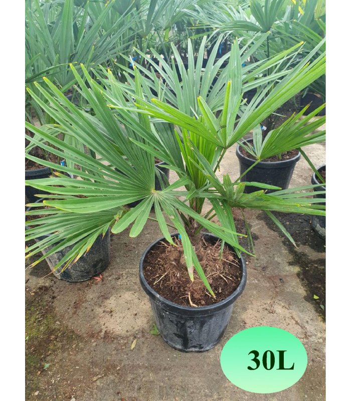 Chamaerops (Trachycarpus) Fortunei’Chinese Windmill Palm’/10/30 litres