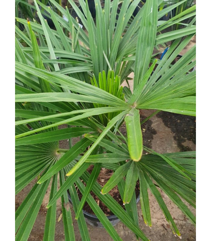 Chamaerops (Trachycarpus) Fortunei’Chinese Windmill Palm’/10/30 litres