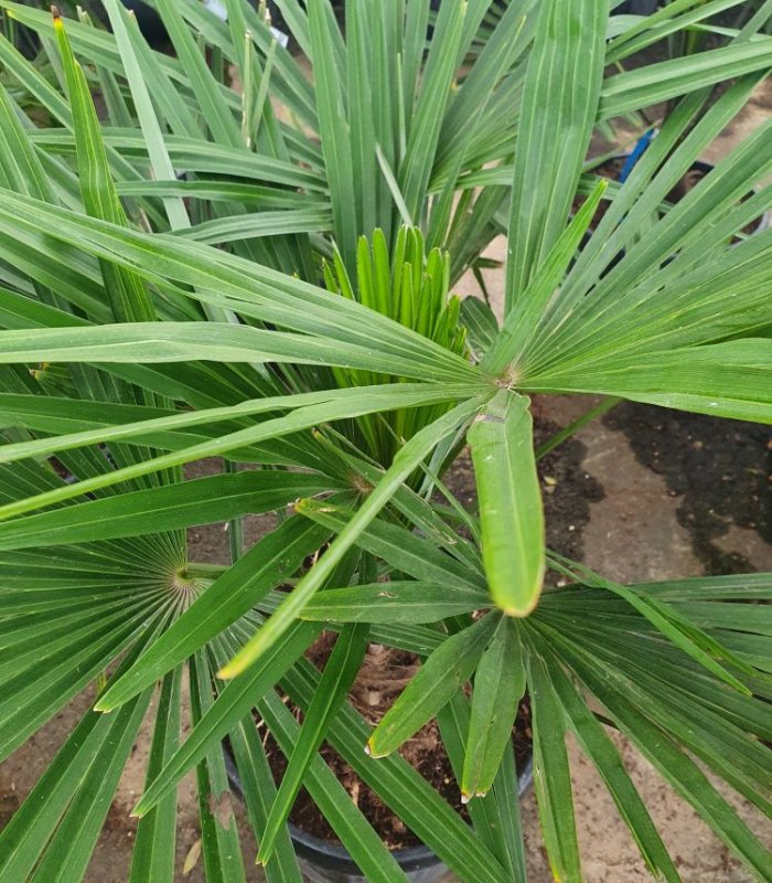 Chamaerops (Trachycarpus) Fortunei’Chinese Windmill Palm’/10/30 litres