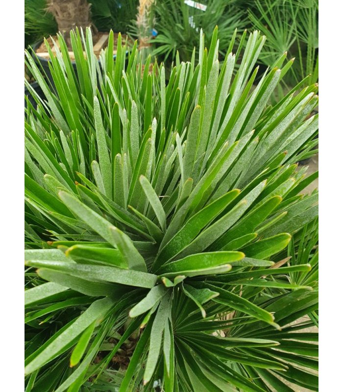 Chamaerops Humilis Compacta/30 litres/60-80 cm