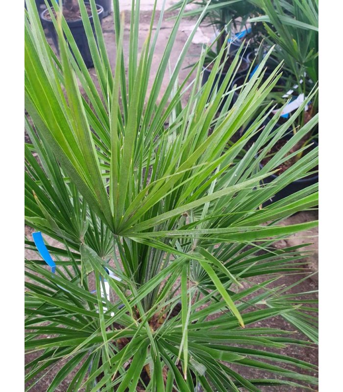 Chamaerops Humilis ( Mediterranean Fan Palm)/10/15 litre
