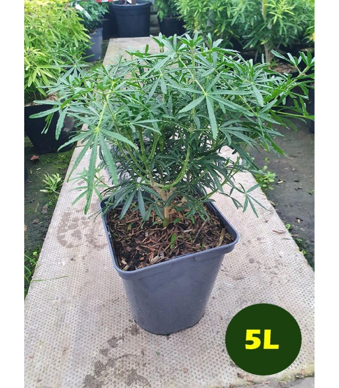 Choisya Ternata White Dazzler 5 litres/7.5 litres