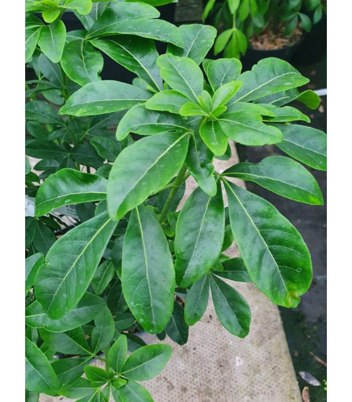 Choisya Ternata /5 litres