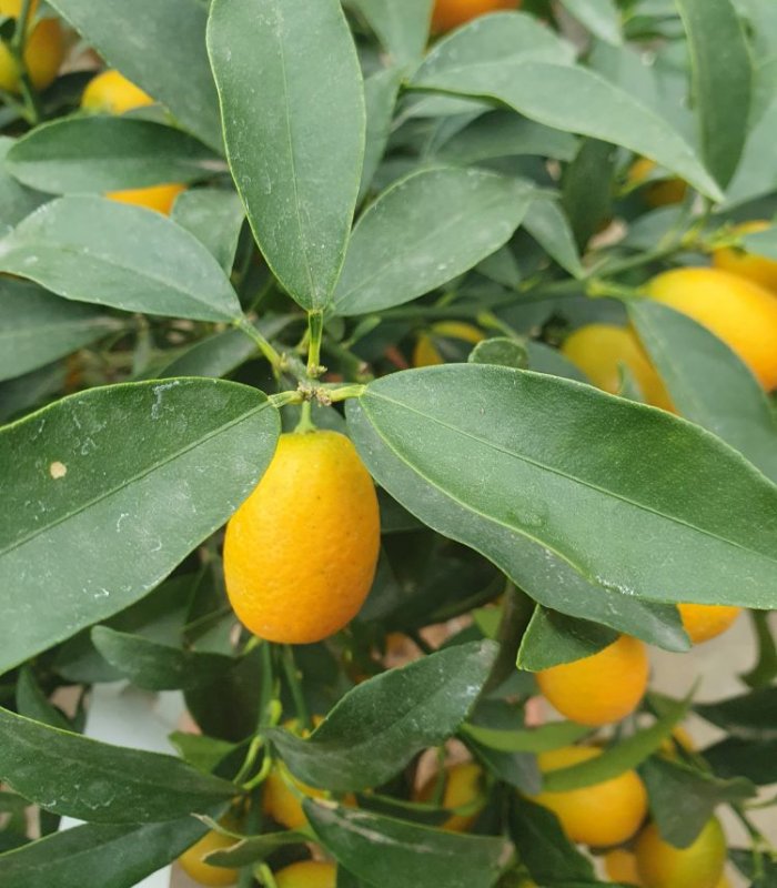 Citrus Fortunella Japonica (Kumkuat)/14 litres/Half Standard